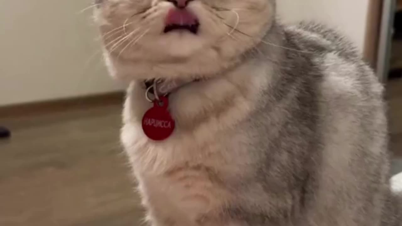Cute Cats & Funny Cats 😍😍😅😅 #shorts #reels #cats #viral #mmvcats