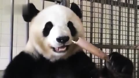 beautiful panda eats bamboo