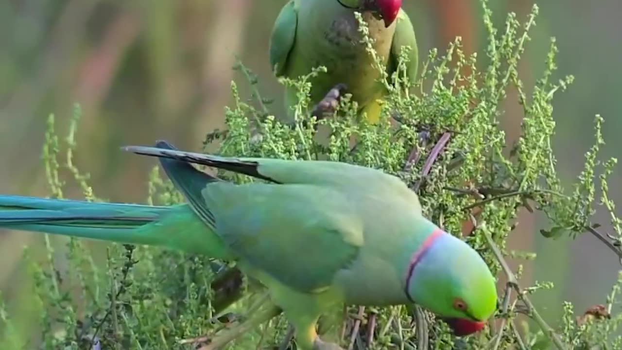 LOVELY❤️PARROTS