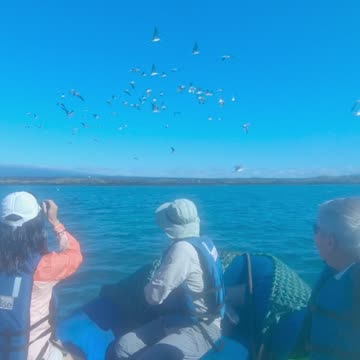 Blue Footed Boobies Galapagos Ecuador