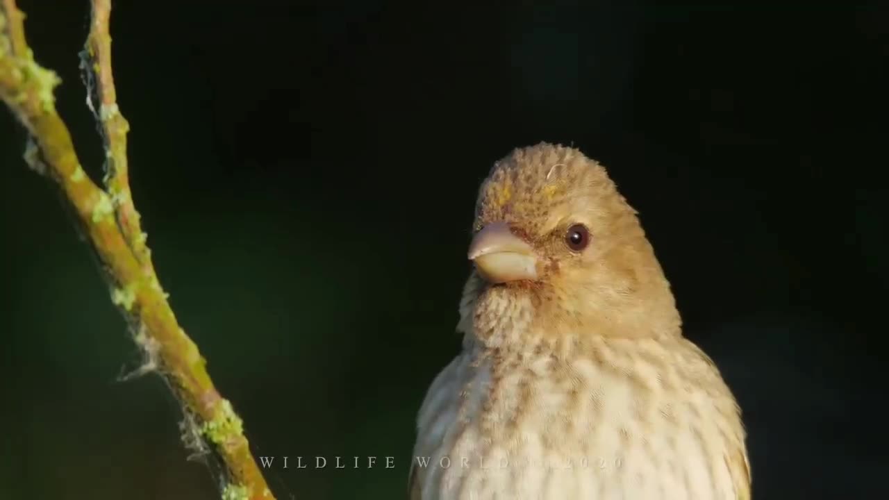 Beautiful bird part 5