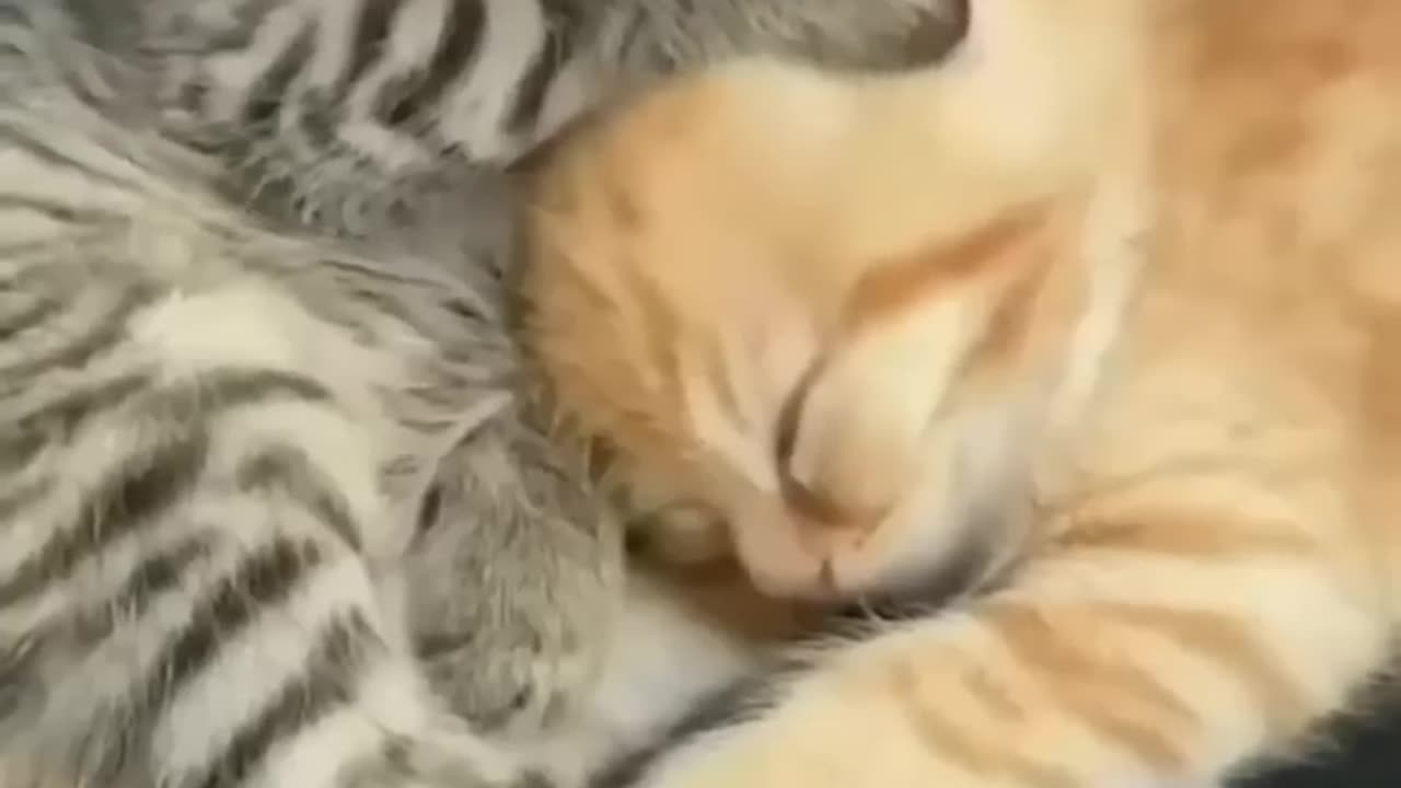 Cute_Kitten_Viral_Reels😂||_#shortsvideo