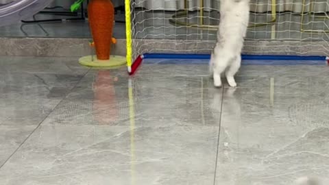 Cats playing football wowww