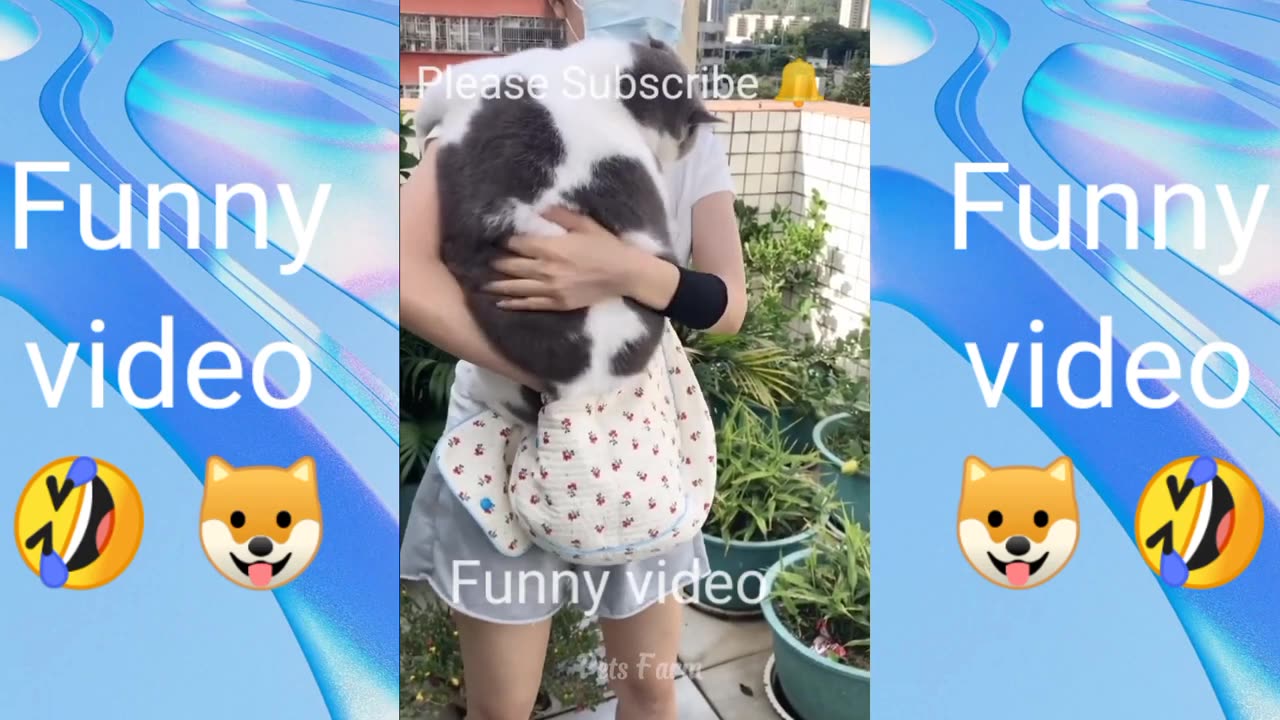 Funniest Cats and Dogs