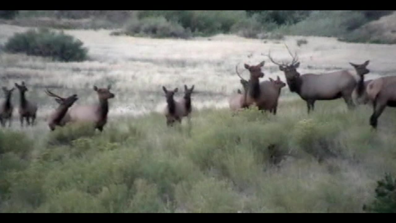 Elk Herd in New Mexico