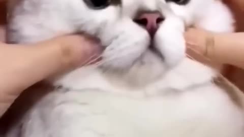 Cat. Funny