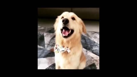 Cute funny animals clip