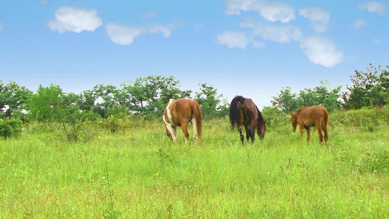 8 MINUTES of BEAUTIFUL PAINT HORSES | BEST Relax Music, Meditation, Stress Relief, Calm | TVM