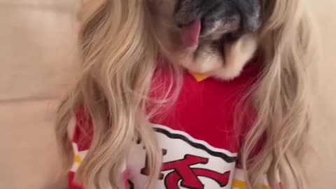 Pug Pride: Declaring My Furry Fandom for Football !