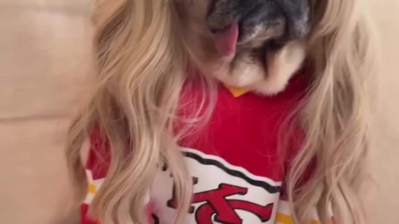 Pug Pride: Declaring My Furry Fandom for Football !