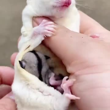 Ever Seen Cute Baby Sugar in Mother's Pouch? ❤️❤️ #shorts #sugarglider #sugarglidercare