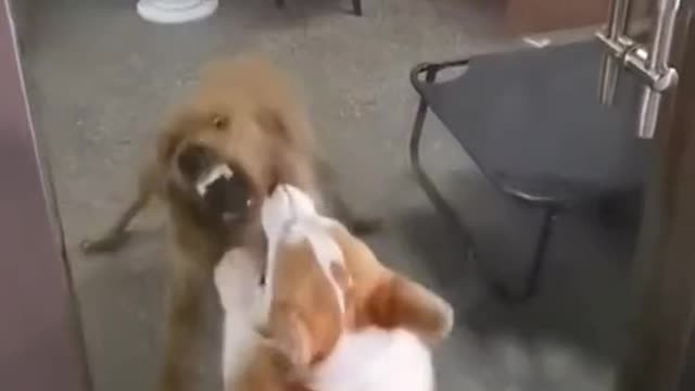 Funny Pets Videos