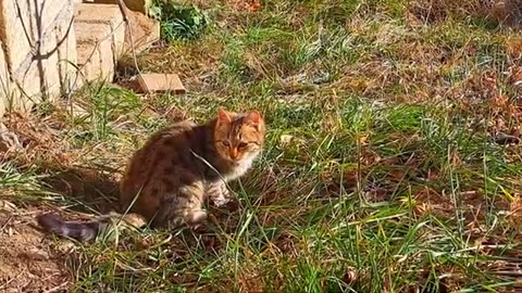 A cute kitten is sleeping in the warmth of the sun