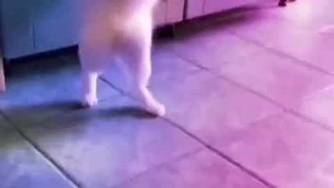 A cute cat's dance