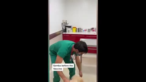 Funny animals