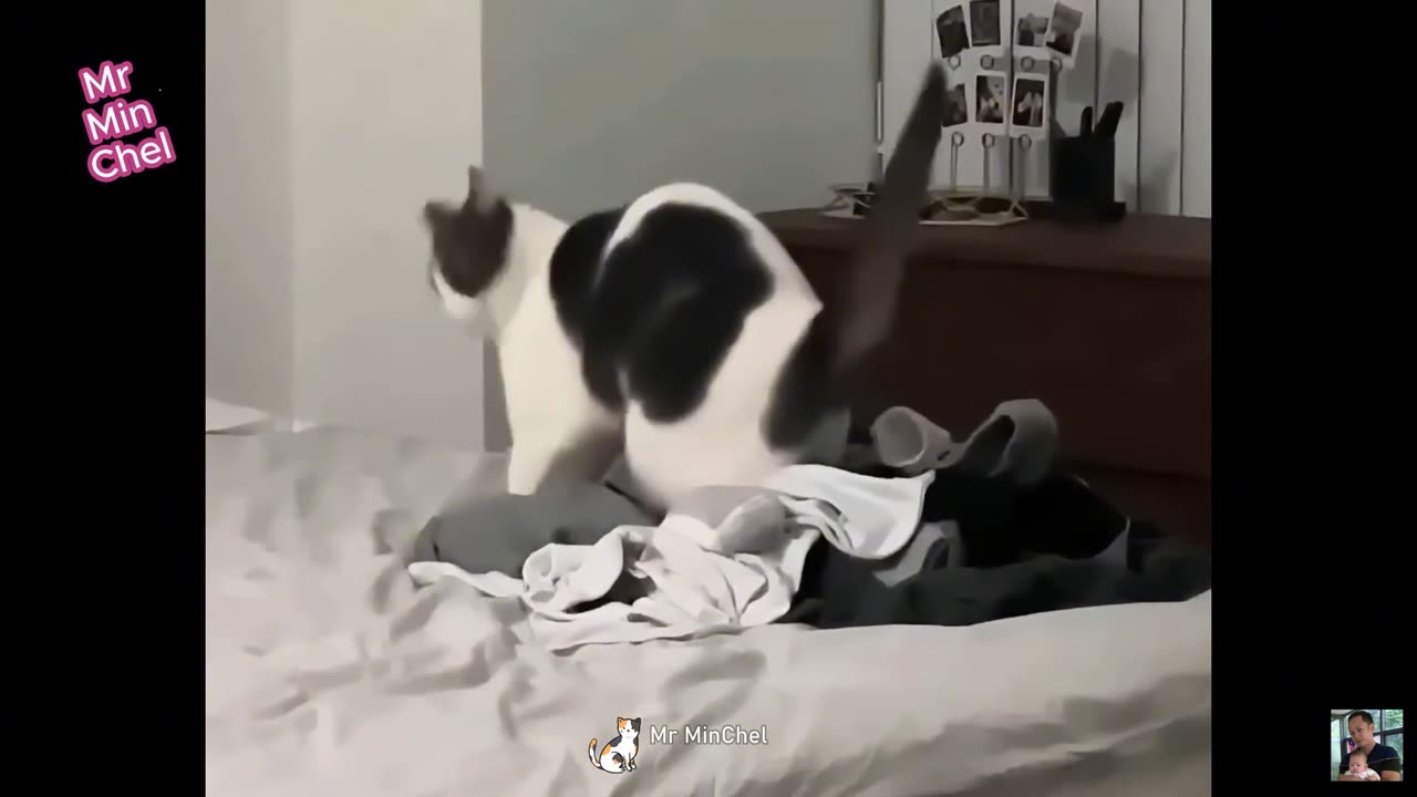 Funny Animal Videos