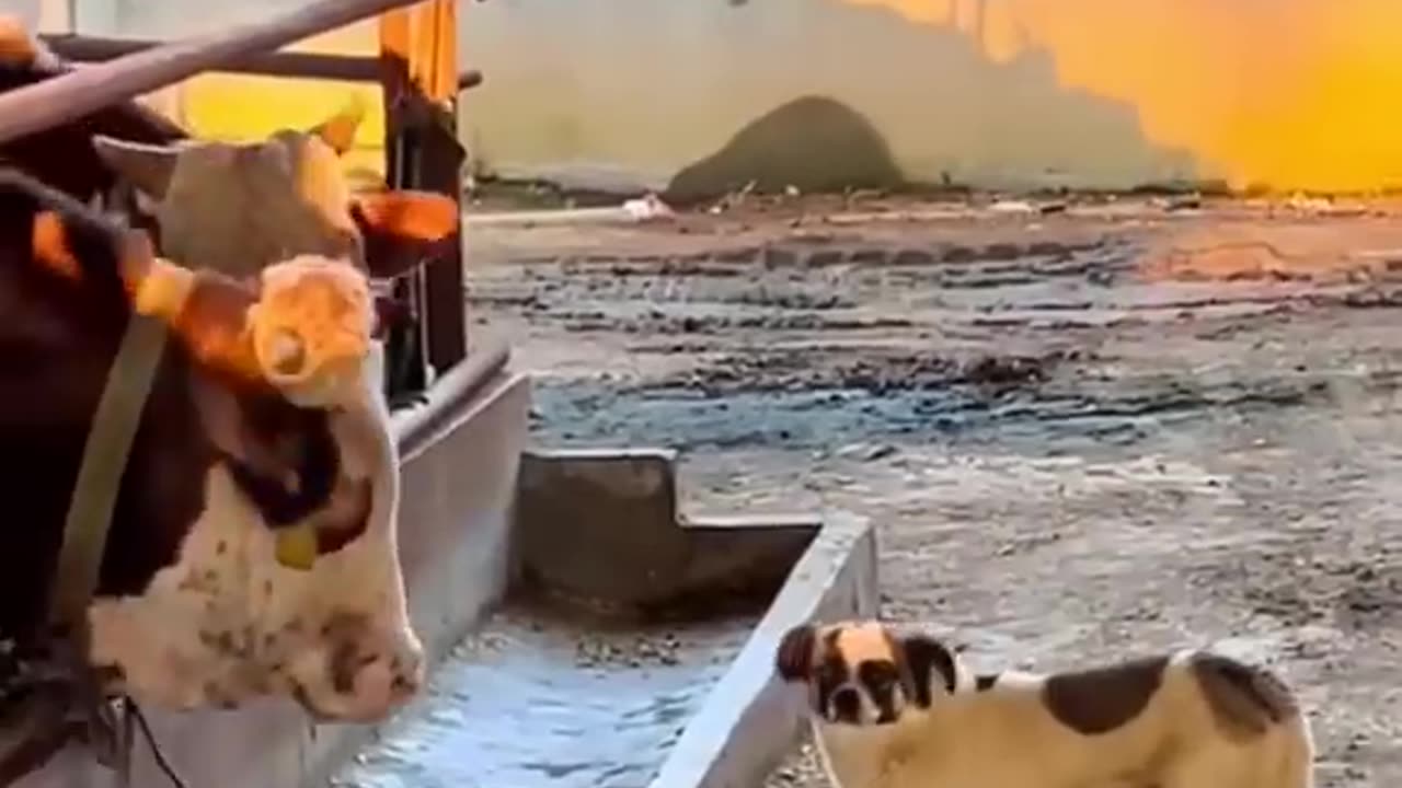 Best funny animal video in 2022