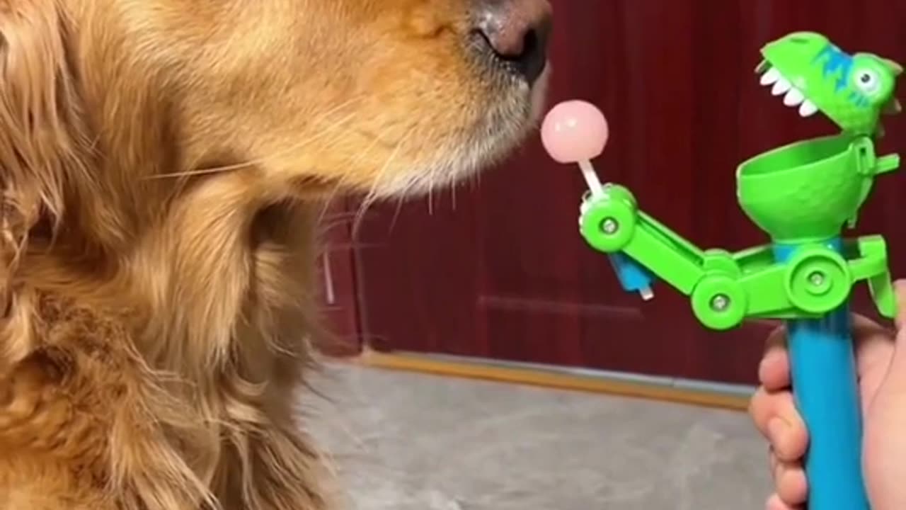 Funny golden dog