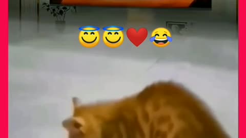 Funnycay