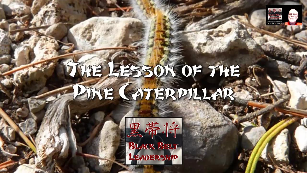 The Lesson of the Pine Caterpillar