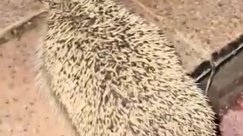 hedgehog rescue# animal love