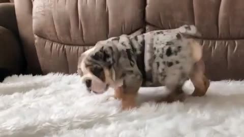 Funny animal videos|Cute animal videos |Funny dog&cat videos|Hilarious pet videos|Funny video