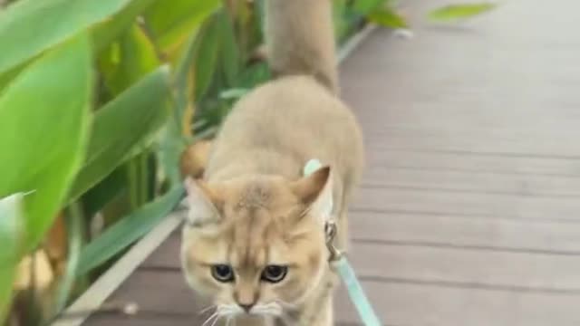 Laugh out loud with the FUNNIEST CATS right here!#6