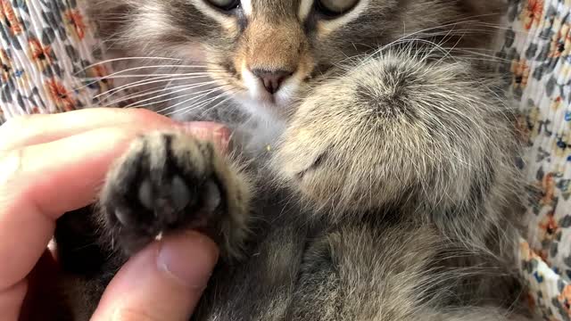 Morning Cat