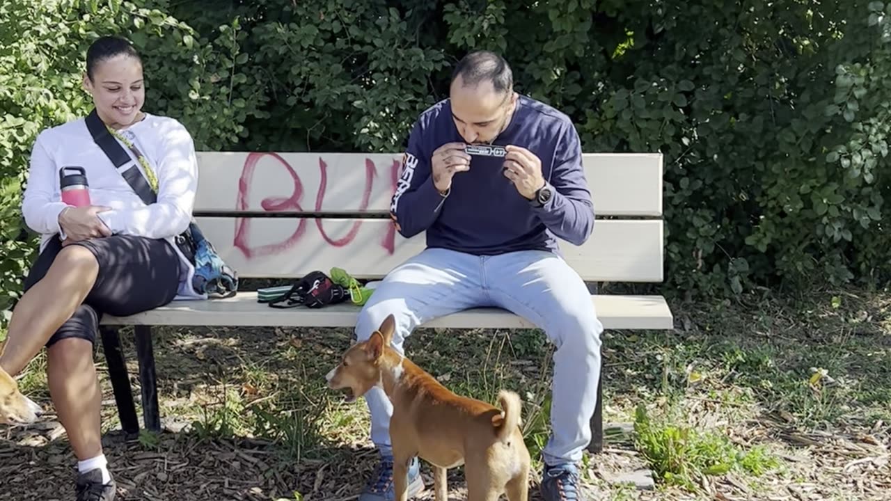 Dogs Howl Along With Harmonica