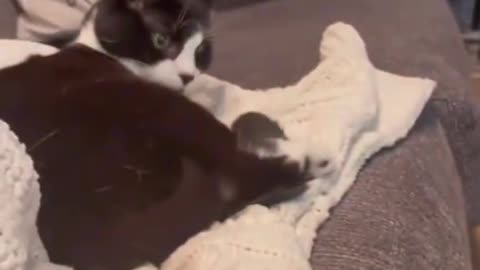 Funny cat video