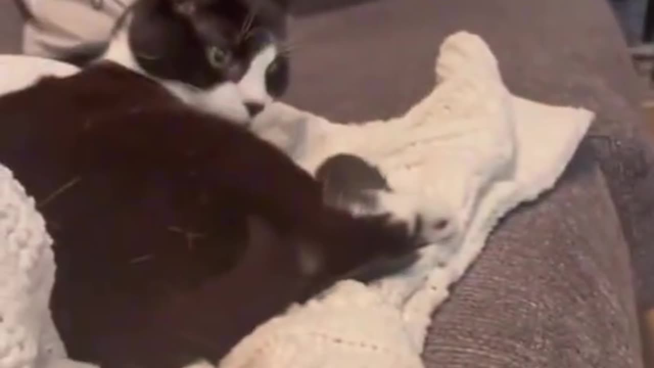 Funny cat video