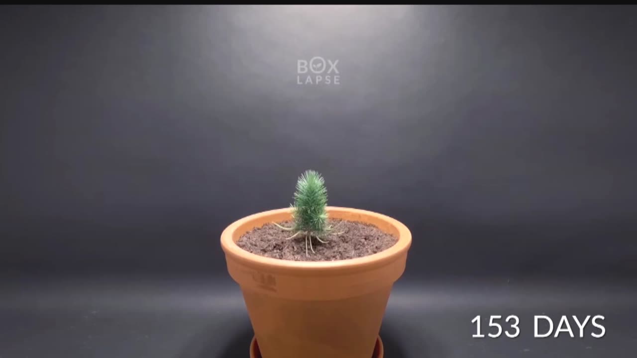 Filmed Plants For 15 years | Time-lapse Compilation