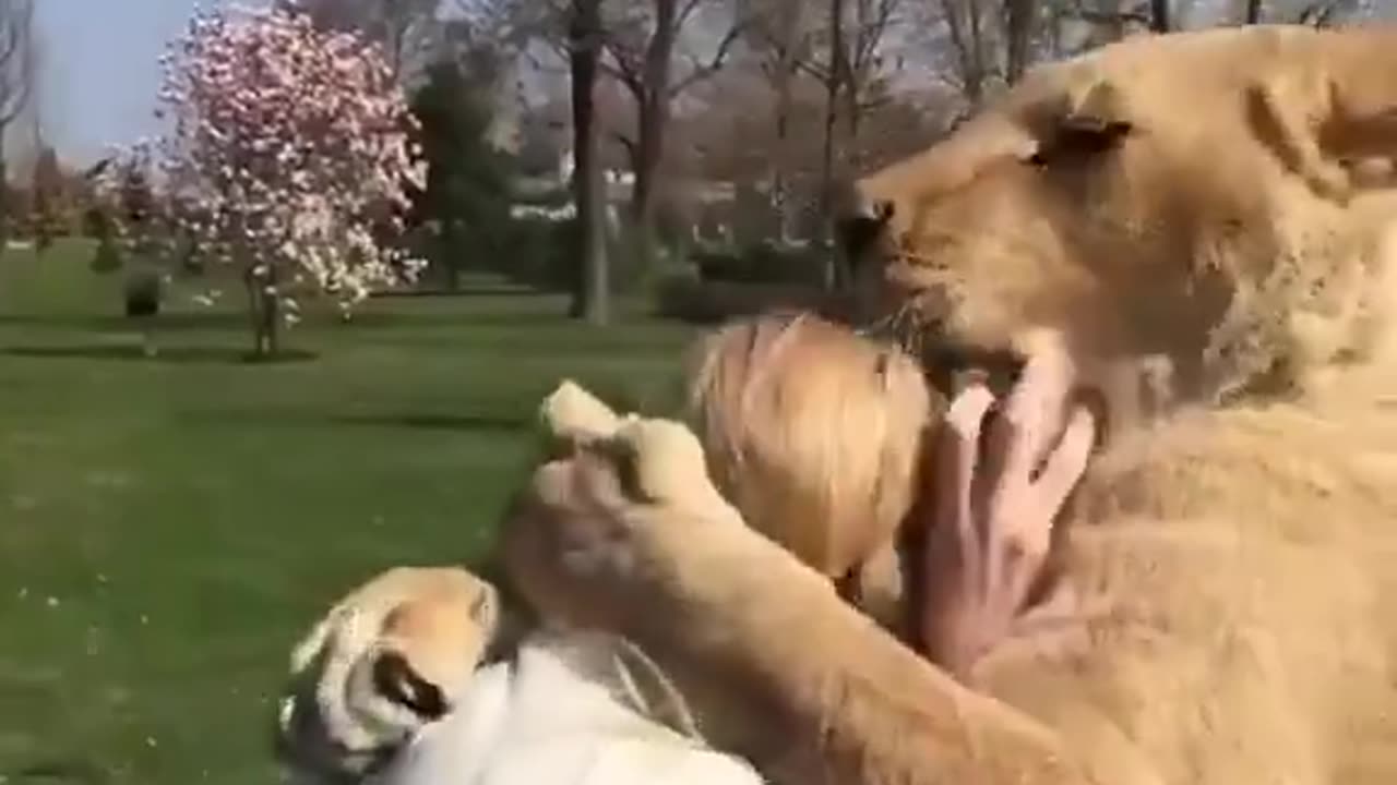 Lions reunite with woman who rescued them!! ❤️