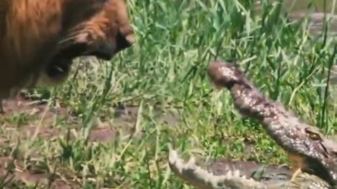 King is King [Lion Vs Alligator] 🔥💯❤