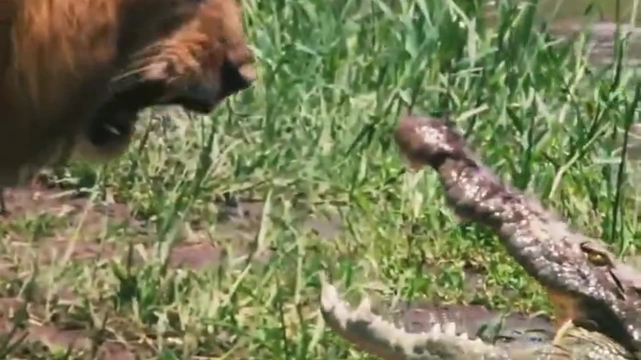 King is King [Lion Vs Alligator] 🔥💯❤