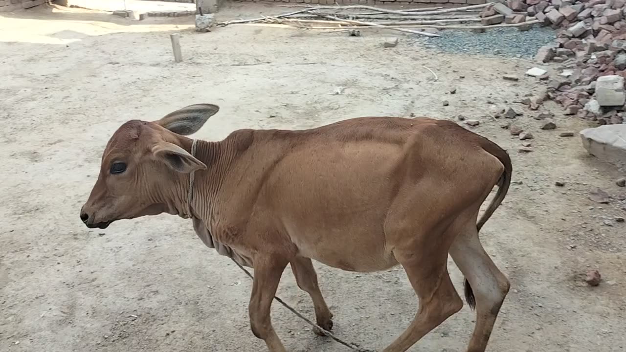 Baby Cow Playing