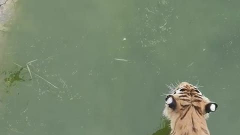 A tiger who loves bathing