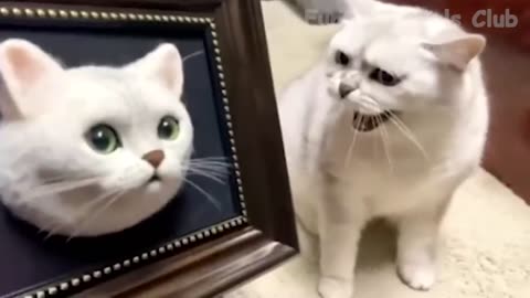 best cats