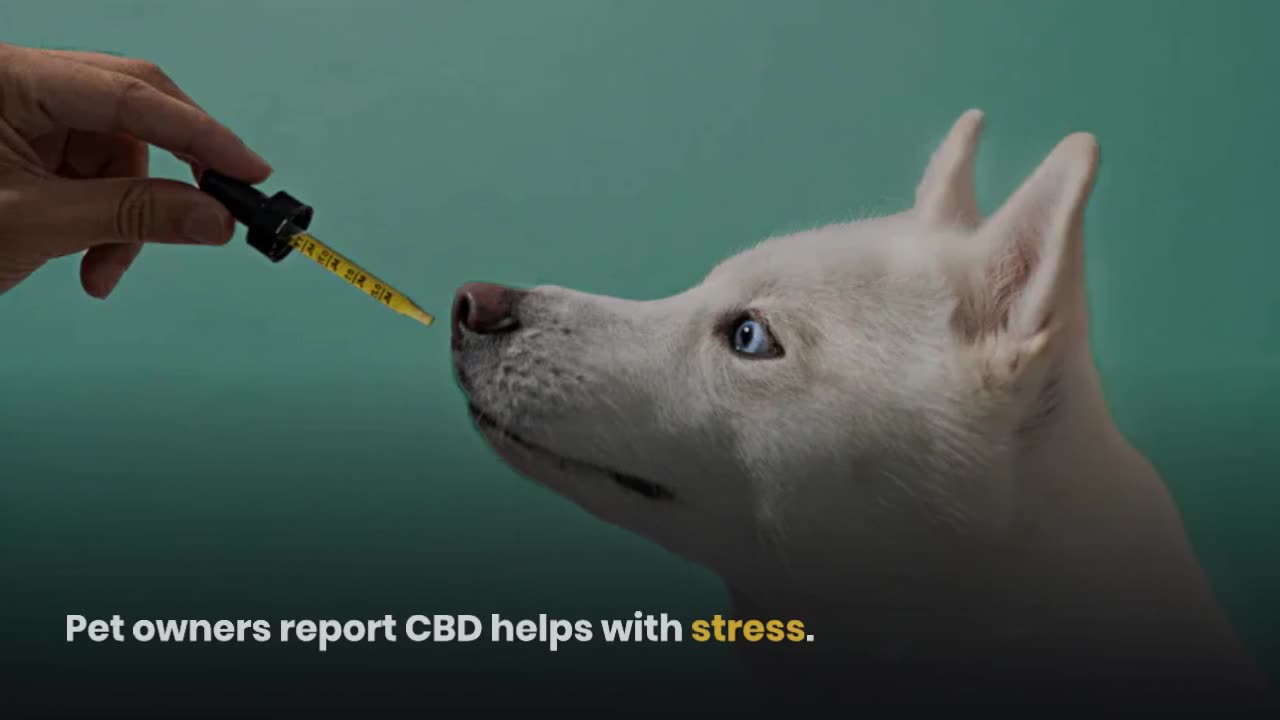 Does CBD Work for Dogs?