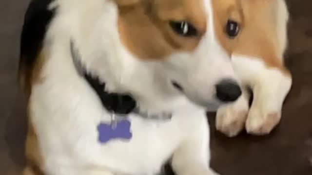 Corgi Gives the Ultimate Side-Eye