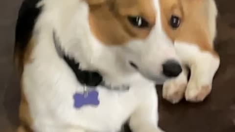 Corgi Gives the Ultimate Side-Eye