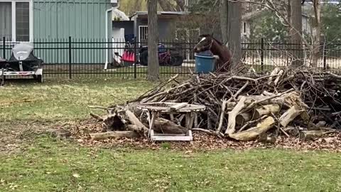 Franklin and His Bucket