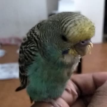 Lovebird taking to the owner....