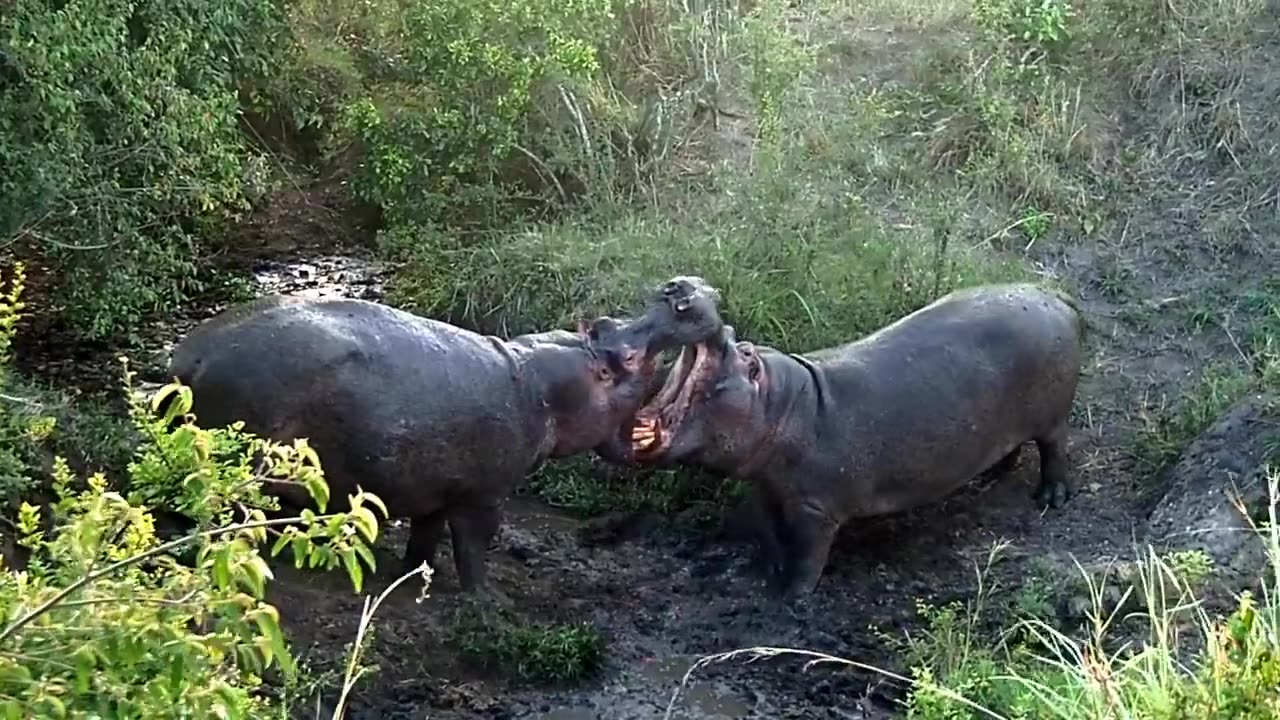 Hippopotamus fight on land during safari in Kenya with the Secret Meridian in 2023