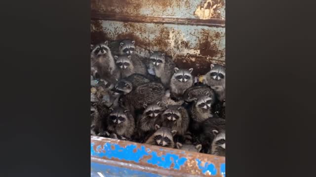 Guy Finds Insane Number Of Raccoons Stuck Inside Dumpster