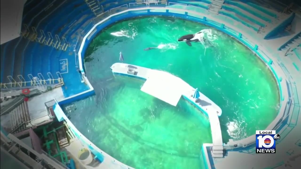 Captive orca lolita dies after serious sign