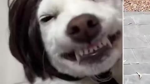 TOO CUTE! Must see Animal clip