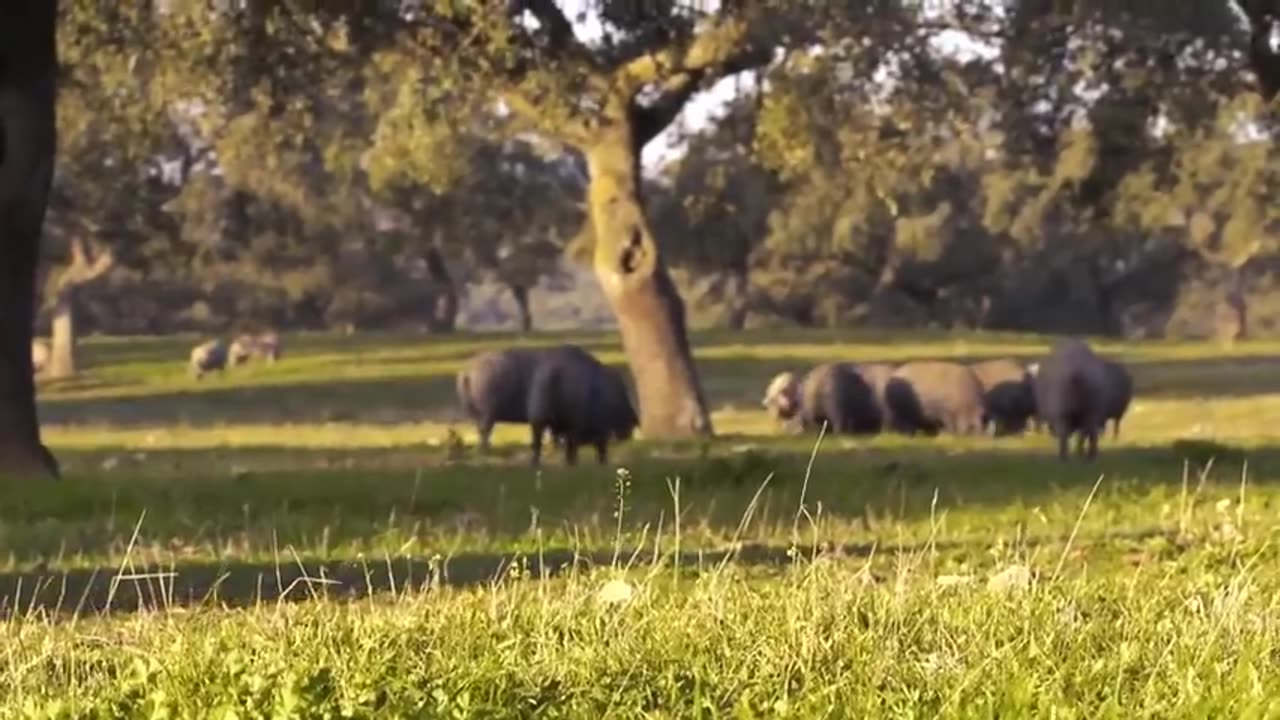 Black Pig Farming in Forest - World's Most Expensive Ham - Black Pig Jamón Processing Factory