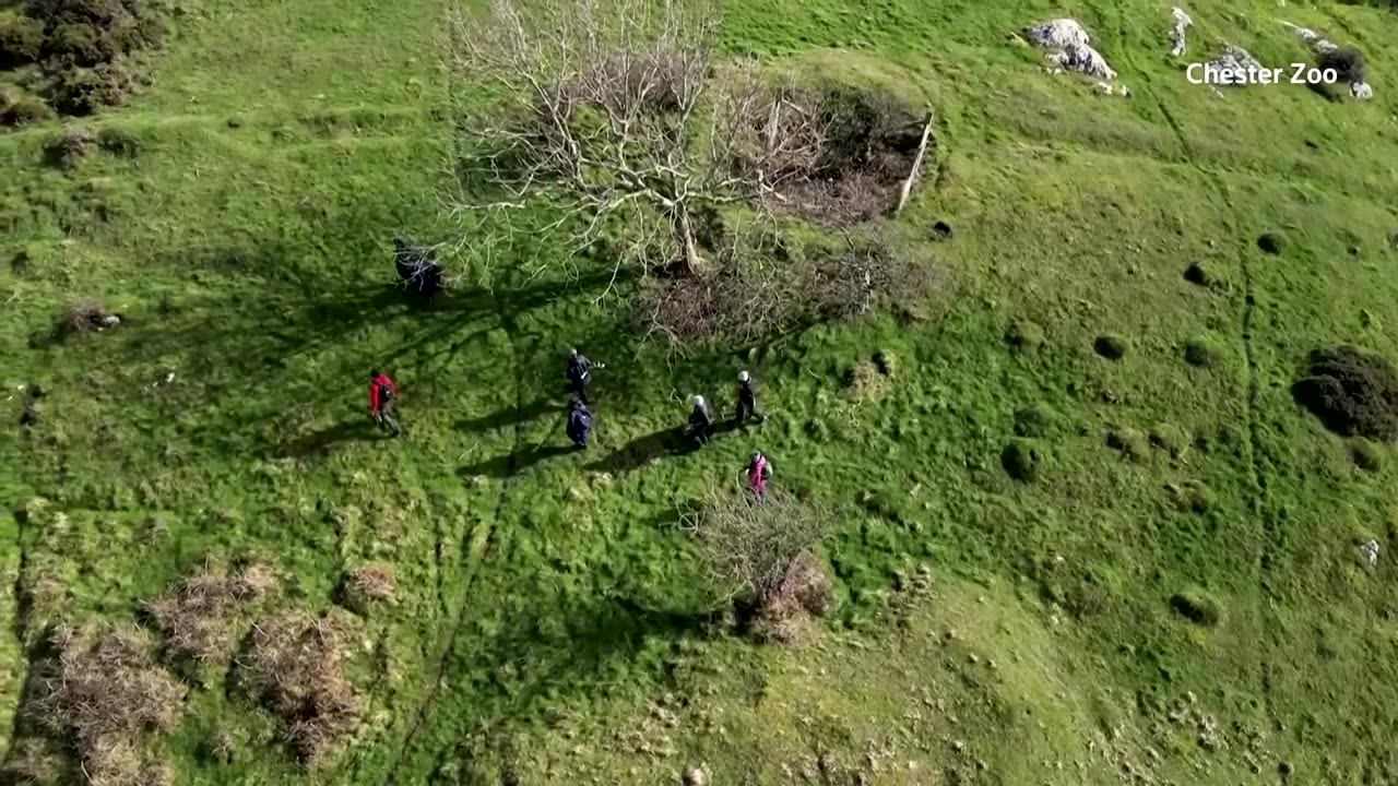 Secret planting program boosts endangered Welsh shrub