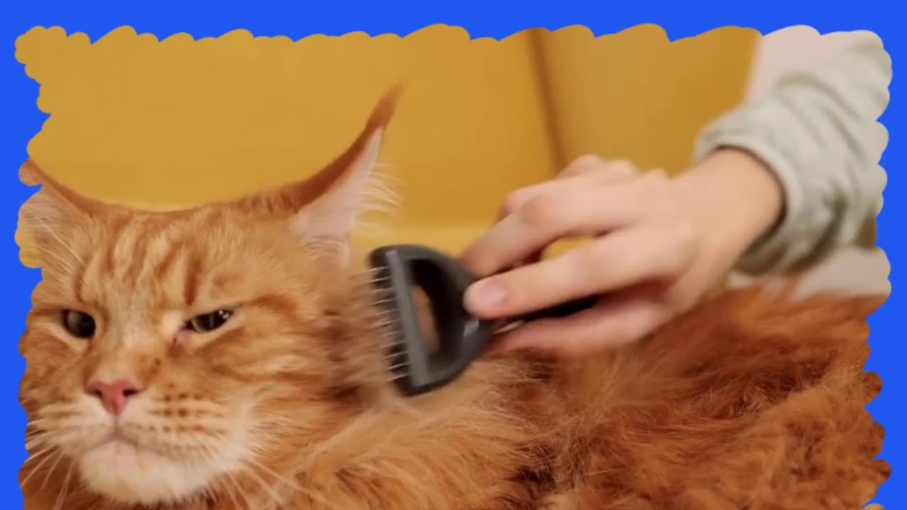 Grooming your cat's mustache in a gentle way